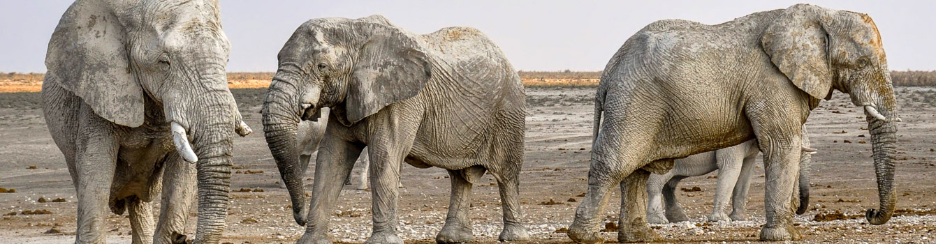 desert elephants